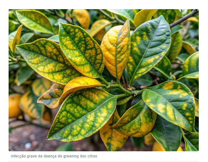 Crise do suco de laranja: baixos estoques, seca severa e avanço das doenças ameaçam o futuro da laranja no Brasil