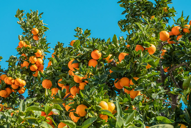 O suco de laranja nunca esteve tão caro — e a tendência é o preço azedar ainda mais